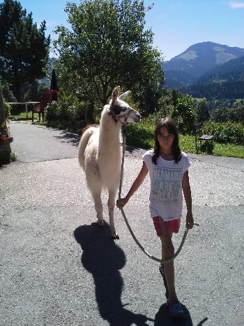 Unsere Lamas