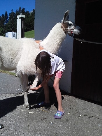 Unsere Lamas