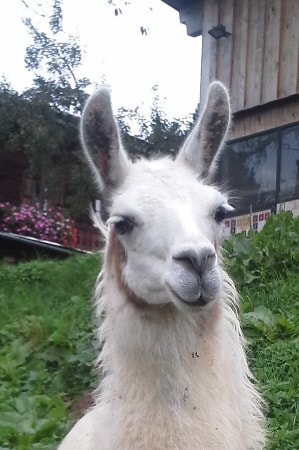 Unsere Lamas