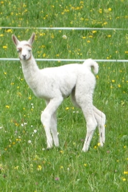 Unsere Lamas