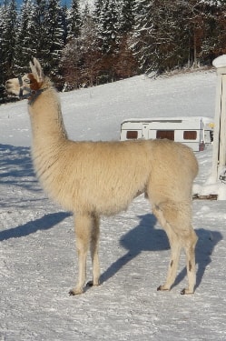 Unsere Lamas