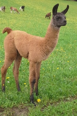 Unsere Lamas