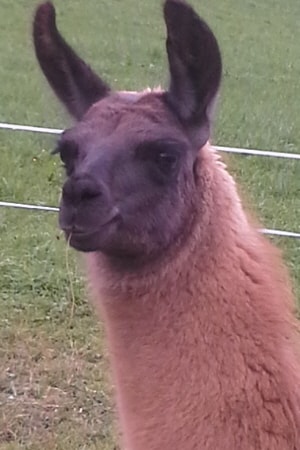Unsere Lamas