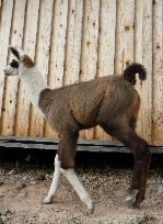 Unsere Lamas