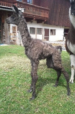 Unsere Lamas