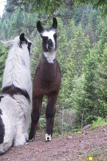 Unsere Lamas