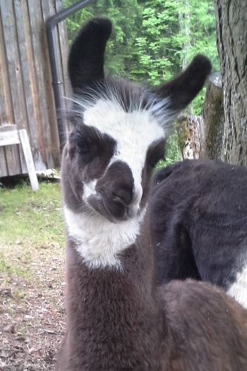 Unsere Lamas