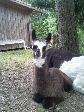 Unsere Lamas
