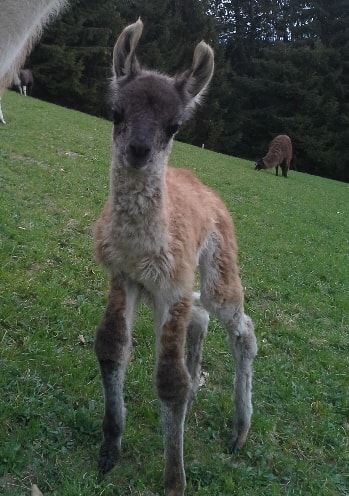 Unsere Lamas