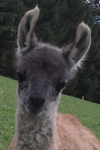 Unsere Lamas