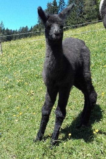 Unsere Lamas