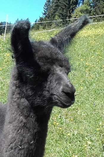 Unsere Lamas