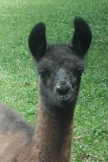 Unsere Lamas
