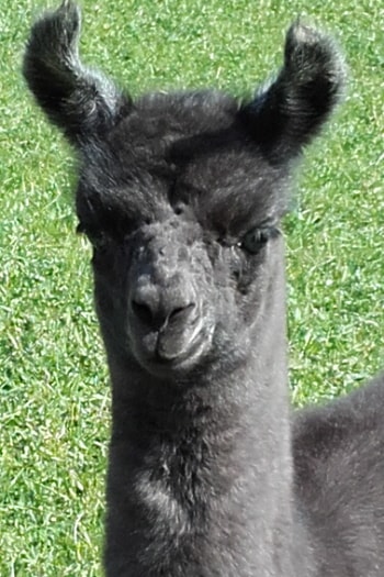 Unsere Lamas