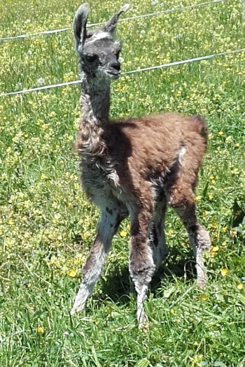 Unsere Lamas