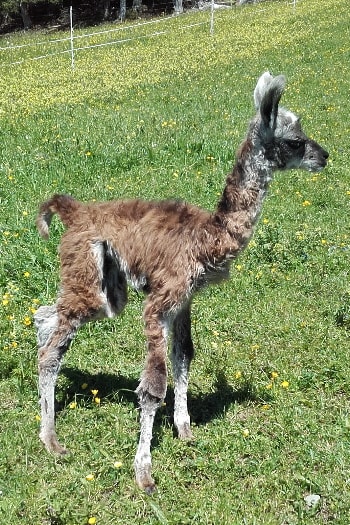 Unsere Lamas