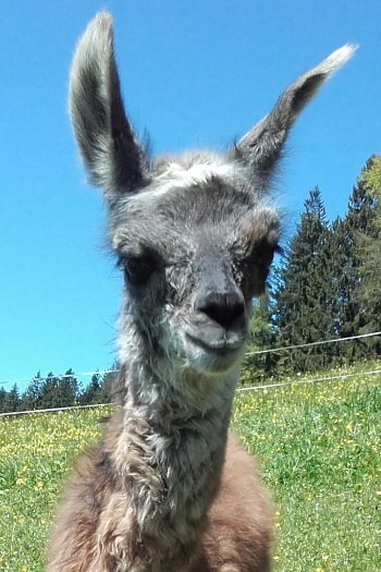 Unsere Lamas