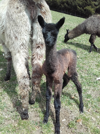 Unsere Lamas
