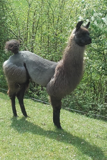 Unsere Lamas