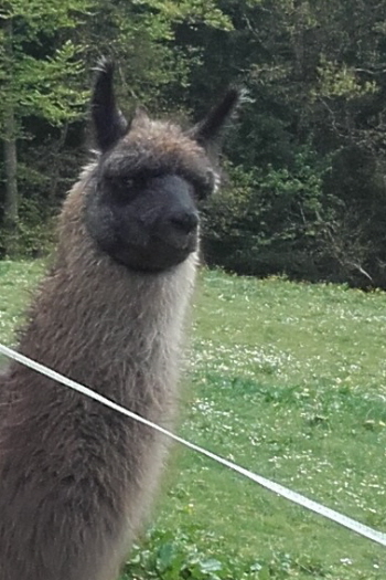 Unsere Lamas