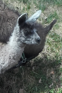 Unsere Lamas