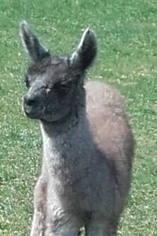 Unsere Lamas
