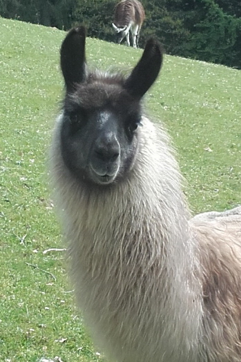 Unsere Lamas