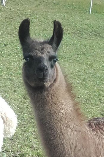 Unsere Lamas