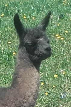 Unsere Lamas
