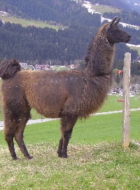 Unsere Lamas