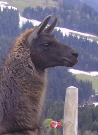 Unsere Lamas