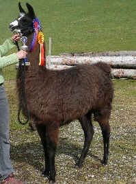 Unsere Lamas
