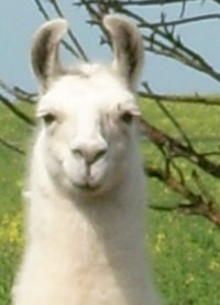 Unsere Lamas