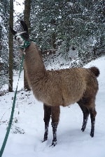 Unsere Lamas