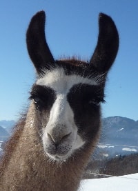 Unsere Lamas
