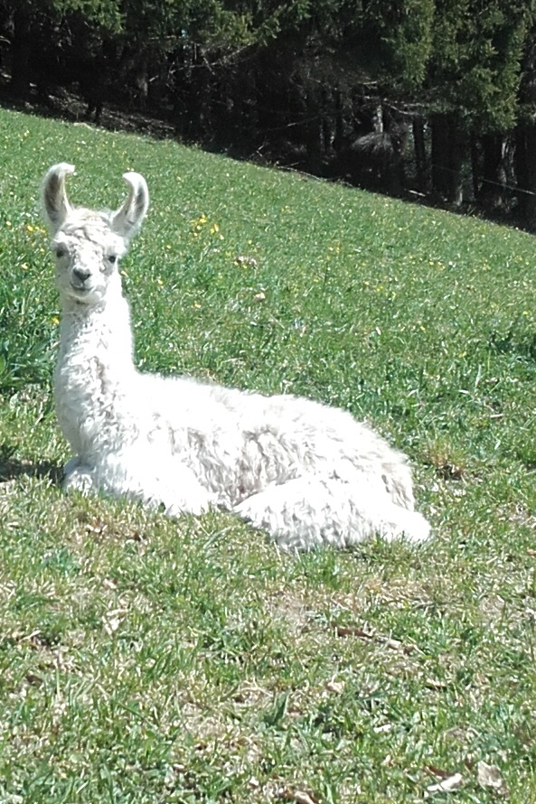 Unsere Lamas