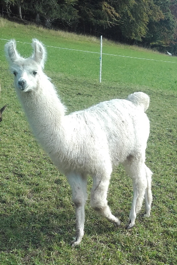 Unsere Lamas