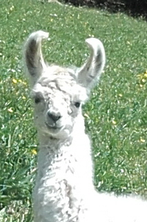 Unsere Lamas