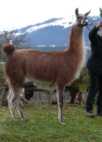 Unsere Lamas