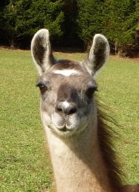 Unsere Lamas