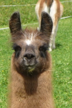 Unsere Lamas
