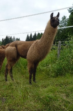 Unsere Lamas