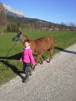 Unsere Lamas