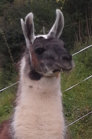 Unsere Lamas