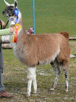 Unsere Lamas