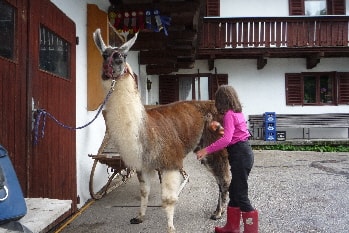 Unsere Lamas