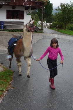 Unsere Lamas
