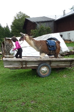 Unsere Lamas