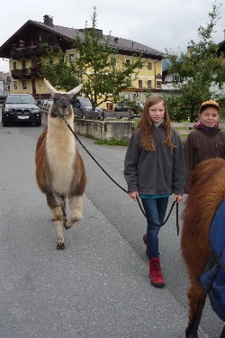 Unsere Lamas