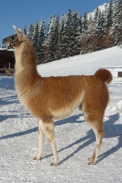 Unsere Lamas